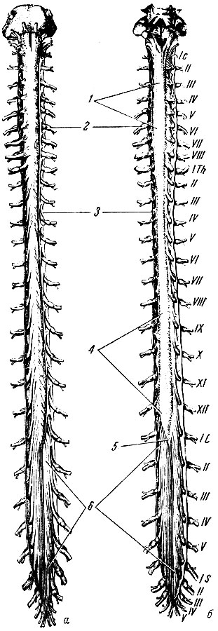 Рис 191. Спинной мозг. Твердая и паутинная оболочки разрезаны. Сосудистая оболочка снята. Римскими цифрами обозначен порядок расположения шейных, грудных, поясничных и крестцовых спинномозговых нервов. а - вид спереди (вентральная поверхность); б - вид сзади дорсальная поверхность); 1 - шейное утолщение; 2 - спинномозговой узел; 3 - твердая оболочка спинного мозга; 4 - поясничное утолщение; 5 - мозговой конус; 6 - конский хвост