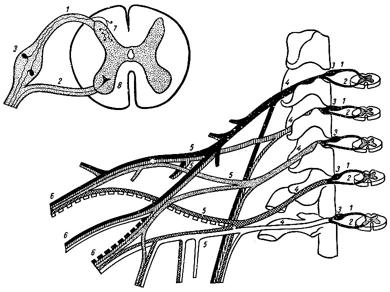 Рис. 192. Элементы периферической нервней системы (схема). 1 - спинной корешок; 2 - брюшной корешок; 3 - спинномозговой узел; 4 - первичные стволы нервного сплетения; 5 - нервное сплетение; 6 - вторичные стволы сплетения; 7 - задний рог; 8 - передний рог