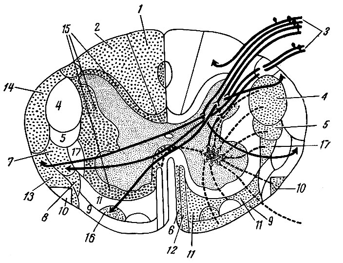 Рис. 193. Схема проводящих путей спинного мозга (поперечный срез). Левая половина среза показывает восходящие системы волокон, правая половина топографию нисходящих систем волокон. 1 - тонкий пучок; 2 - клиновидный пучок; 3 - спинной корешок; 4 - боковой корковоспинномозговой путь (пирамидный); 5 - красноядерно-спинномозговой путь; 6 - покрышечно-спинномозговой путь; 7 - боковой спинно-бугорный путь; 8 - спинно-покрышечный путь; 9 - преддверно-спинномозговой путь; 10 - оливо-спинномозговой путь; 11 - сетчато-спинно-мозговой путь; 12 - передний корково-спинномозговой путь (пирамидный); 13 - передний спинно-мозжечковый путь; 14 - задний спинно-мозжечковый путь; 15 - собственные пучки; 16 - передний спинно-бугорный путь; 17 - бугорно-спинномозговой путь