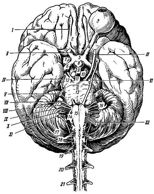 Рис. 195. Нижняя поверхность головного мозга.	 I - обонятельный путь; II	- зрительный нерв; III - глазодвигательный нерв; IV - блоковый нерв; V - тройничный нерв; VI	- отводящий	нерв; VII	- лицевой нерв; VIII - преддверно-слуховой нерв; IX - языко-глоточный; X - блуждающий нерв; XI - добавочный нерв; XII - подъязычный нерв; 1 - обонятельная луковица; 2	- обонятельный путь; 3 - левое глазное яблоко; 4 - зрительный нерв; 5 - зрительный перекрест; 6 - зрительный путь; 7 - переднее продырявленное вещество; 8 - гипофиз; 9 - серый бугор; 10 - сосковидные тела; 11 - заднее продырявленное вещество; 12 - ножка большого мозга; 13 - мост; 14 - олива; 15 - пирамида; 16 - клочок; 17 - мозжечок; 18-21 - корешки четырех верхних спинномозговых нервов