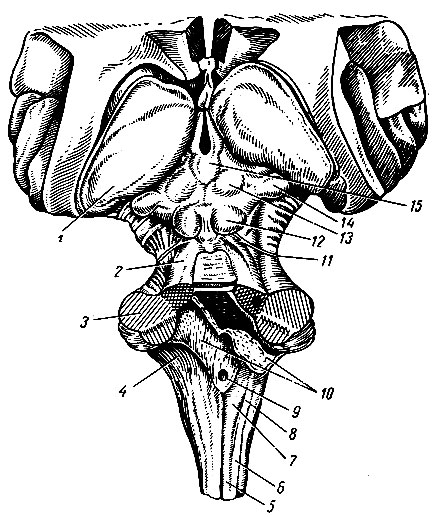 Рис. 199. Ствол головного мозга. 1 - подушка зрительного бугра; 2 - верхняя мозжечковая ножка; 3 - средняя мозжечковая ножка; 4 - нижняя мозжечковая ножка; 5 - тонкий пучок, 6 - клиновидный пучок; 7 - бугорок тонкого пучка; 8 - бугорок клиновидного пучка; 9 - срединное отверстие IV желудочка; 10 - сосудистая основа IV желудочка; 11 - блоковый нерв; 12 - нижний холмик четверохолмия; 13 - верхний холмик четверохолмия; 14 - медиальное коленчатое тело; 15 - шишковидное тело