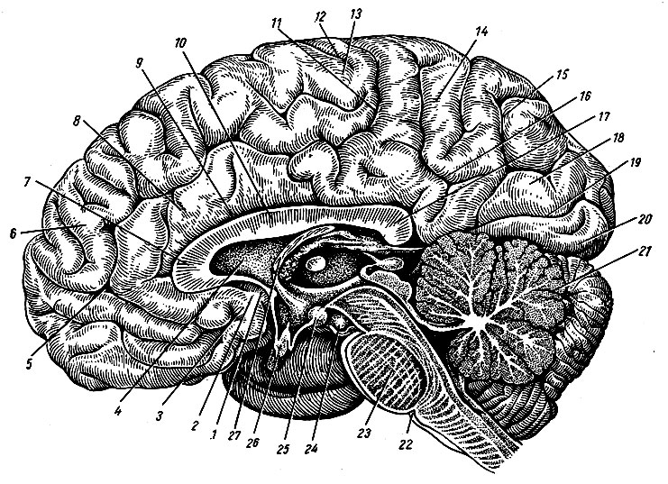 Рис. 205. Внутренняя поверхность правого полушария мозга, стволовой части и мозжечка. Водопровод мозга, IV желудочек. 1 - подмозолистая извилина; 2 - задняя обонятельная борозда; 3 - обонятельная площадка; 4 - прозрачная перегородка; 5, 11 - борозда пояса; 6 - верхняя лобная извилина; 7 - колено мозолистого тела; 8 - извилина пояса; 9 - борозда мозолистого тела; 10 - ствол мозолистого тела; 12 - центральная борозда; 13 - околоцентральная долька; 14 - предклинье; 15 - теменно-затылочная борозда; 16 - подтеменная борозда; 17 - валик мозолистого тела; 18 - клин; 19 - шпорная борозда; 20 - медиальная затылочно-височная извилина; 21 - долька нижнего червя; 22 - задняя граница моста; 23 - мост; 24 - глазодвигательный нерв; 25 - сосцевидное тело; 26 - зрительный перекрест; 27 - свод