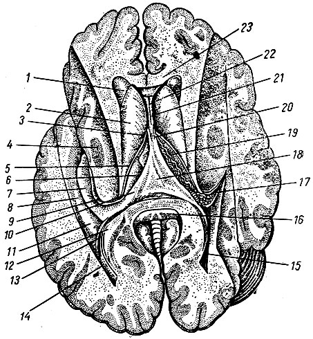 Рис. 209. Боковые желудочки, вскрытые сверху путем удаления части полушарий вместе с мозолистым телом. 1 - передний рог; 2 - хвостатое ядро (головка); 3- межжелудочковое отверстие; 4 - чечевицеобразное ядро (в разрезе); 5 - конечная полоска; 6 - верхняя поверхность зрительного бугра; 7 - гиппокамп; 8 - боковое возвышение; 9 - бахромка гиппокампа; 10 - ножка свода; 11 - задний рог бокового желудочка; 12 - медиальная стенка заднего рога; 13 - птичья шпора; 14, 15 - задние рога; 16 - валик мозолистого тела; 17, 19 - сосудистые сплетения в центральной части бокового желудочка и продолжение его в нижний рог; 18 - спайка свода; 20 - столб свода; 21 - прозрачная перегородка; 22 - полость прозрачной перегородки; 23 - мозолистое тело