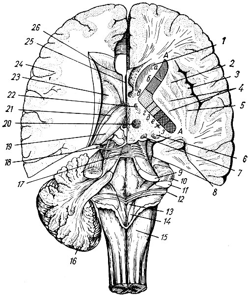 Рис. 212. Полушария мозга на разных уровнях горизонтального разреза. Справа - ниже уровня дна бокового желудочка, слева - над дном бокового желудочка. IV желудочек мозга вскрыт сверху. 1 - головка хвостатого ядра; 2 - скорлупа; 3 - кора островка полушария; 4 - бледный шар; 5 - ограда; 6 - хвост хвостатого ядра; 7 - ядро медиального коленчатого тела; 8 - нижний рог бокового желудочка; 9 - верхняя ножка мозжечка; 10 - средняя ножка мозжечка; 11 - нижняя ножка мозжечка; 12 - мозговые полоски; 13	- треугольник подъязычного нерва; 14 - треугольник блуждающего нерва; 15 - бугорок тонкого ядра; 16 - мозжечок; 17 - верхний мозговой парус; 18 - блоковый нерв; 19	- зрительный бугор; 20	- красное ядро; 21 - конечная полоска; 22 - ядра подбугорной области; 23 - хвостатое ядро; 24 - кора полушария; 25 - полость прозрачной перегородки; 26 - передний рог бокового желудочка; АА - внутренняя капсула; а - лобно-бугорный путь; б - лобно-мостовой путь; в - корково-ядерный путь; г - корково - спинномозговой путь; д - луковично-бугорный путь и спинно-бугор-ный путь; е - затылочно-височно-мостовой путь; ж - центрально-слуховой путь; з - центральный зрительный тракт