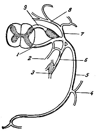 Рис. 215. Схема образования спинномозгового нерва и его ветвления. 1 - брюшной корешок; 2 - ветвь мозговой оболочки; 3 - симпатический узел; 4 - латеральная кожная ветвь; 5 - брюшная ветвь; 6 - соединительная ветвь; 7 - спинная ветвь; 8 - медиальная ветвь спинной ветви; 9 - спинной корешок