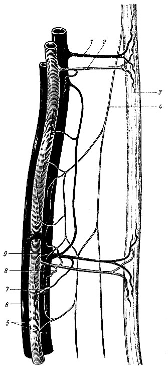 Рис. 218. Сосудисто-нервный пучок (схема). 1 - вена нерва; 2 - артерия нерва; 3 - нерв; 4 - нерв, иннервирующий стенки артерии и вен; 5 - вены; 6 - артерия; 7 - вена стенки артерий; артерия стенки вены; 9 - нерв стенок артерии и вены