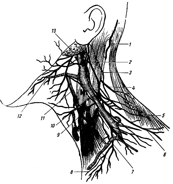 Рис. 219. Кожные ветви шейных нервов (по Л. А. Шангиной). 1 - большой затылочный нерв; 2 - большой ушной нерв; 3 - малый затылочный нерв; 4, 6 - латеральные задние надключичные нервы; 5 - добавочный нерв; 7 - промежуточные надключичные нервы; 8 - медиальные надключичные нервы; 9 - поперечный нерв шеи; 10, 11 - связи шейных нервов с лицевым нервом; 12 - шейная ветвь лицевого нерва; 13 - наружная яремная вена