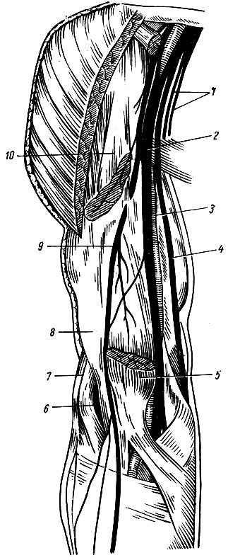 Рис. 221. Длинные ветви плечевого вплетения. 1 - медиальный кожный нерв плеча и медиальный кожный нерв предплечья; 2 - срединный нерв; 3 - плечевая артерия; 4 - локтевой нерв; 5 - двуглавая мышца плеча (дистальный конец); 6 - лучевой нерв; 7 - ветвь лучевого нерва; 8 - плечевая мышца; 9 - мышечно-кожный нерв; 10 - проксимальный конец двуглавой мышцы плеча