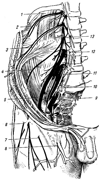 Рис. 224. Поясничное сплетение. 1 - квадратная мышца поясницы; 2 - XII межреберный нерв; 3 - подвздошно-подчревный и подвздошно-паховый нервы; 4 - латеральный кожный нерв бедра; 5 - бедренный нерв; 6 - латеральный кожный нерв бедра (в области бедра); 7 - передняя кожная ветвь бедренного нерва; 8 - бедренная ветвь полово-бедренного нерва; 9 - крестцовое сплетение; 10, 11 - пояснично-крестцовый ствол; 12 - поясничный узел симпатического ствола; 13 - передняя ветвь II поясничного нерва