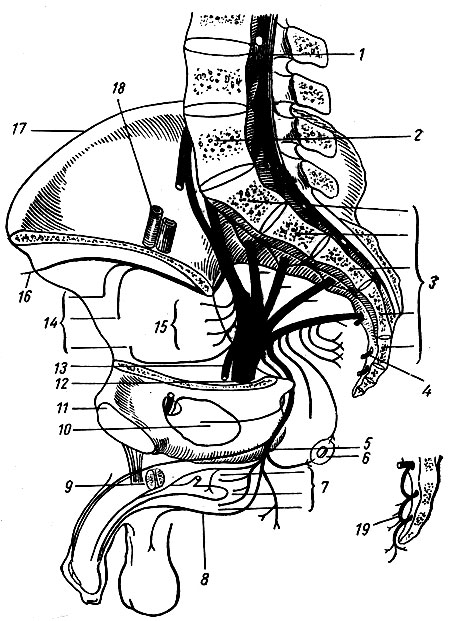 Рис. 225. Крестцовое и копчиковое сплетения. 1 - конский хвост; 2 - V поясничный позвонок; 3 - крестцовые позвонки; 4 - передняя ветвь копчикового нерва; 5 - срамной нерв; 6 - прямая кишка и ее нервы; 7 - ветви нервов к мышцам промежности; 8 - ветви нервов к половым органам; 9 - пещеристые тела полового члена; 10 - внутренняя запирательная мышца; 11 - симфиз; 12 - седалищный нерв; 13 - задний кожный нерв бедра; 14 - ветви нервов к ягодичным мышцам; 15 - ветви нервов к мышцам задней поверхности тазо-бедренного сустава; 16 - ветви к широкой фасции; 17 - подвздошный гребень; 18 - наружные подвздошные сосуды; 19 - копчиковое сплетение
