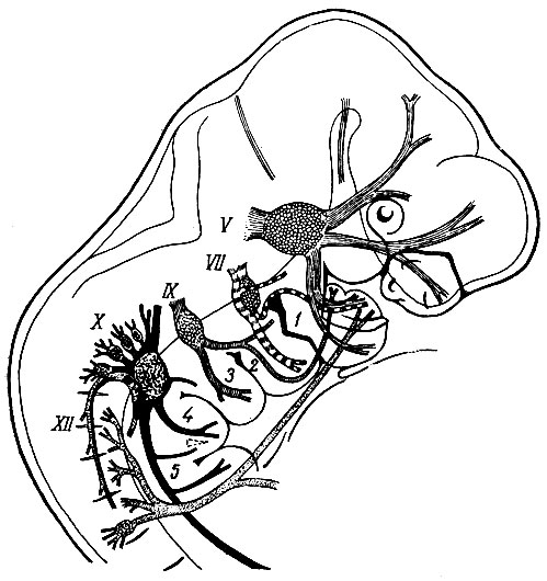 Рис. 226. Головные нервы человеческого эмбриона. Жаберные дуги обозначены арабскими цифрами, нервы - римскими