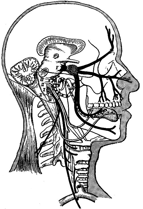 Рис. 227. Некоторые черепные нервы взрослого человека. Нервы обозначены римскими цифрами