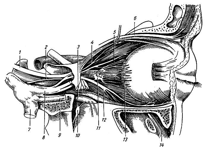 Рис. 228. Нервы глазницы. 1 - глазодвигательный нерв; 2 - отводящий нерв; 3, 9 - верхнечелюстной нерв; 4 - верхняя ветвь глазодвигательного нерва; 5 - носо-ресничный нерв; 6 - лобный нерв; 7 - нижнечелюстной нерв; 8 - глазничный нерв; 10 - крыло-небный узел; 11 - ресничный узел; 12 - нижняя ветвь глазодвигательного нерва; 13 - короткие ресничные нервы; 14 - нижнеглазничный нерв