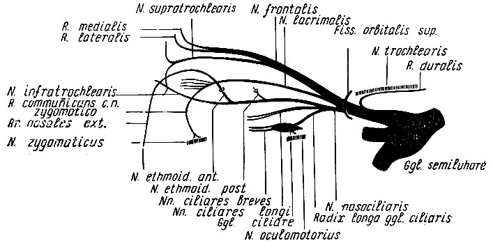 Рис. 230. Схема строения глазничного нерва