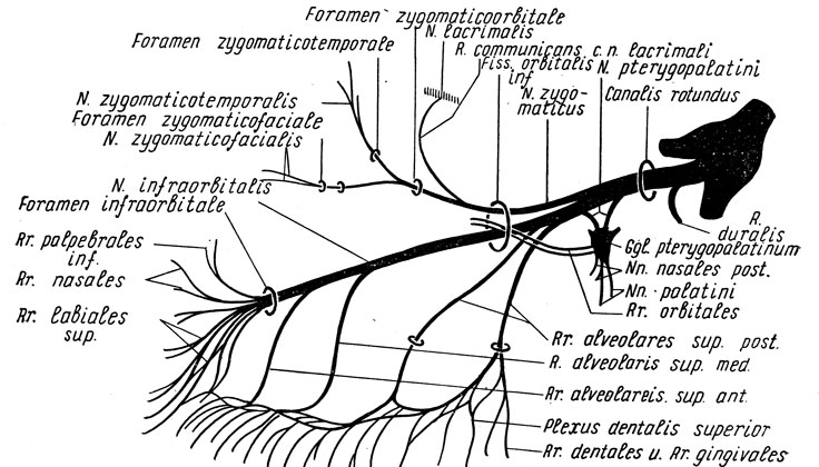 Рис. 232. Схема строения верхнечелюстного нерва