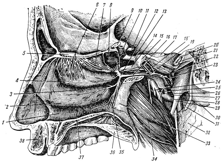 Рис. 233. Обонятельный нерв, крыло-небный узел и ветви тройничного нерва. 1 - нижний носовой ход; 2, 4, 7 - нижняя, средняя и верхняя носовые раковины; 3 - средний носовой ход; 5 - обонятельная луковица; 6 - обонятельные нервы; 8 - клиновидная пазуха; 9 - зрительный нерв; 10, 23 - внутренняя сонная артерия; 11 - глазодвигательный нерв; 12 - крыло-небный узел; 13 - глазничный нерв; 14 - верхнечелюстной нерв; 15 - тройничный узел; 16 - нерв крыловидного канала; 17 - тройничный нерв; 18 - большой каменистый нерв; 19 - глубокий каменистый нерв; 20, 31 - лицевой нерв; 21 - преддверно-улитковый нерв; 22 - внутреннее сонное нервное сплетение; 24 - язычный нерв; 25 - нижний луночковый нерв; 26 - барабанная струна; 27 - средняя артерия мозговой оболочки; 28 - верхнечелюстная артерия; 29 - шиловидный отросток; 30 - сосцевидный отросток; 32 - околоушная слюнная железа; 33 - перпендикулярная пластинка небной кости; 34 - медиальная крыловидная мышца; 35 - небные нервы; 36 - мягкое небо; 37 - твердое небо; 38 - верхняя губа