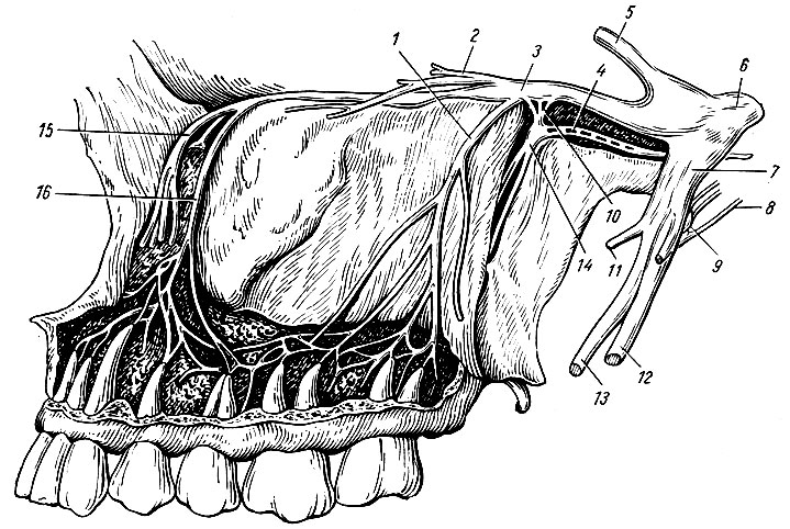 Рис. 234. Верхнечелюстной нерв. 1 - задние верхние луночковые ветви; 2 - скуловой нерв; 3 - верхнечелюстной нерв; 4 - нерв крыловидного канала; 5 - глазничный нерв; 6 - тройничный нерв; 7 - нижнечелюстной нерв; 8 - барабанная струна; 9 - ушной узел; 10 - соединительные ветви крыло-небного узла с верхнечелюстным нервом; 11 - жевательный нерв; 12 - нижний луночковый нерв; 13 - язычный нерв; 14 - крыло-небный узел; 15 - нижнеглазничный нерв; 16 - передние верхние луночковые ветви