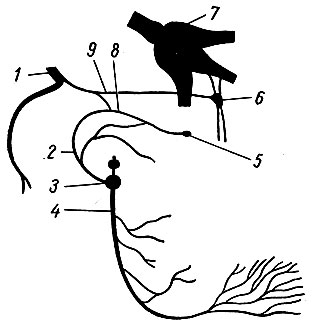 Рис. 240. Схема строения языко-глоточного нерва. 2 - лицевой нерв; 2 - барабанный нерв; 3 - нижний узел языко-глоточного нерва; 4 - языко-глоточный нерв; 5 - ушной узел; 6 - крыло-небный узел; 7 - тройничный узел; 8 - малый каменистый нерв; 9 - большой каменистый нерв