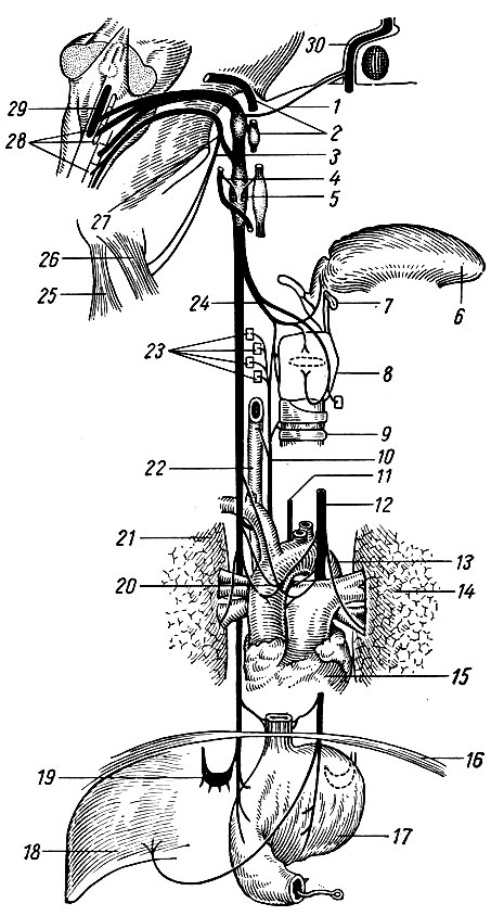 Рис. 241. Схема строения блуждающего и добавочного нервов. 1 - соединительная ветвь блуждающего нерва с лицевым; 2 - языко-глоточный нерв; 3 - добавочный нерв; 4 - соединительная ветвь блуждающего нерва с подъязычным; 5 - соединительная ветвь блуждающего нерва с симпатическим стволом; 6 - язык; 7 - подъязычная кость; 8 - гортань; 9 - трахея; 10 - правый возвратный гортанный нерв; 11 - левый возвратный гортанный нерв; 12 - левый блуждающий нерв; 13 - дуга аорты; 14 - левое легкое; 15 - сердце; 16 - диафрагма; 17 - желудок; 18 - печень; 19 - правый полулунный узел чревного нервного сплетения; 20 - нервный узел на восходящей аорте; 21 - правое легкое; 22 - пищевод; 23 - ветви правого нижнего гортанного нерва; 24 - верхний гортанный нерв; 25 - трапециевидная мышца; 26 - грудино-клю-чично-сосцевидная мышца; 27 - добавочный нерв; 28 - ядра блуждающего и добавочного нервов; 29 - ядро блуждающего нерва; 30 - лицевой нерв