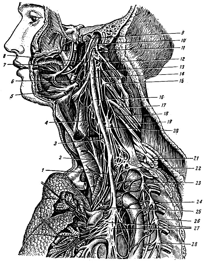 Рис. 242. Блуждающий и языко-глоточный нервы и симпатический ствол. 1 - нижние сердечные ветви блуждающего нерва; 2 - нижний гортанный нерв; 3 - верхние сердечные ветви; 4 - глоточное сплетение; 5 - подъязычный нерв; 6 - верхний гортанный нерв; 7 - язычный нерв; 8 - глоточные ветви блуждающего нерва; 9 - языко-глоточный нерв; 10-11 - ветви добавочного нерва; 12, 15, 17, 19 - II, III, IV, V шейные спинномозговые нервы; 13 - верхний шейный узел симпатического ствола; 14, 16 - блуждающий нерв; 18 - диафрагмальный нерв; 20 - средний шейный узел симпатического ствола; 21 - плечевое сплетение; 22 - нижний шейный узел симпатического ствола; 23, 24, 26, 28 - II, III, IV, V грудные узлы симпатического ствола; 25 - возвратный гортанный нерв; 27 - легочное сплетение