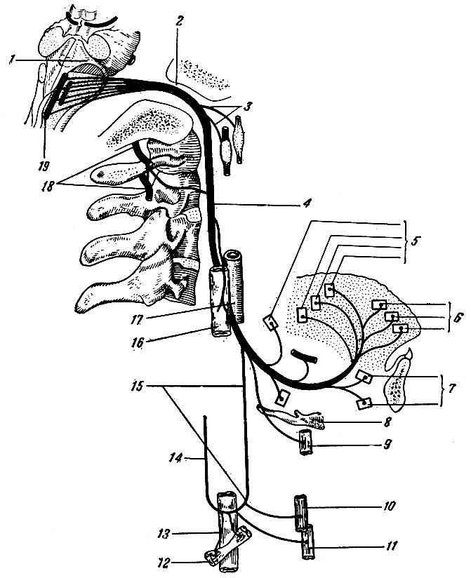Рис. 243. Схема строения подъязычного нерва. 1 - ромбовидная ямка; 2 - канал подъязычного нерва; 3 - соединительные ветви подъязычного нерва с верхним шейным узлом симпатического ствола и нижним узлом блуждающего нерва; 4 - подъязычный нерв; 5, 6 - ветви подъязычного нерва к мышцам языка; 7 - ветви подъязычного нерва к подбородочно-подъязычной мышце; 8 - подъязычная кость; 9 - ветвь подъязычного нерва к щито-подъязычной мышце; 10 - ветви подъязычного нерва к грудино-подъязычной мышце; 11 - ветви подъязычного нерва к грудино-щитовидной мышце; 12 - ветвь к лопаточно-подъязычной мышце; 13 - внутренняя яремная вена; 14 - нижний корешок подъязычной петли; 15 - верхний корешок подъязычной петли; 16 - внутренняя яремная вена; 17 - внутренняя сонная артерия; 18 - I, II шейные спинномозговые нервы; 19 - ядро подъязычного нерва