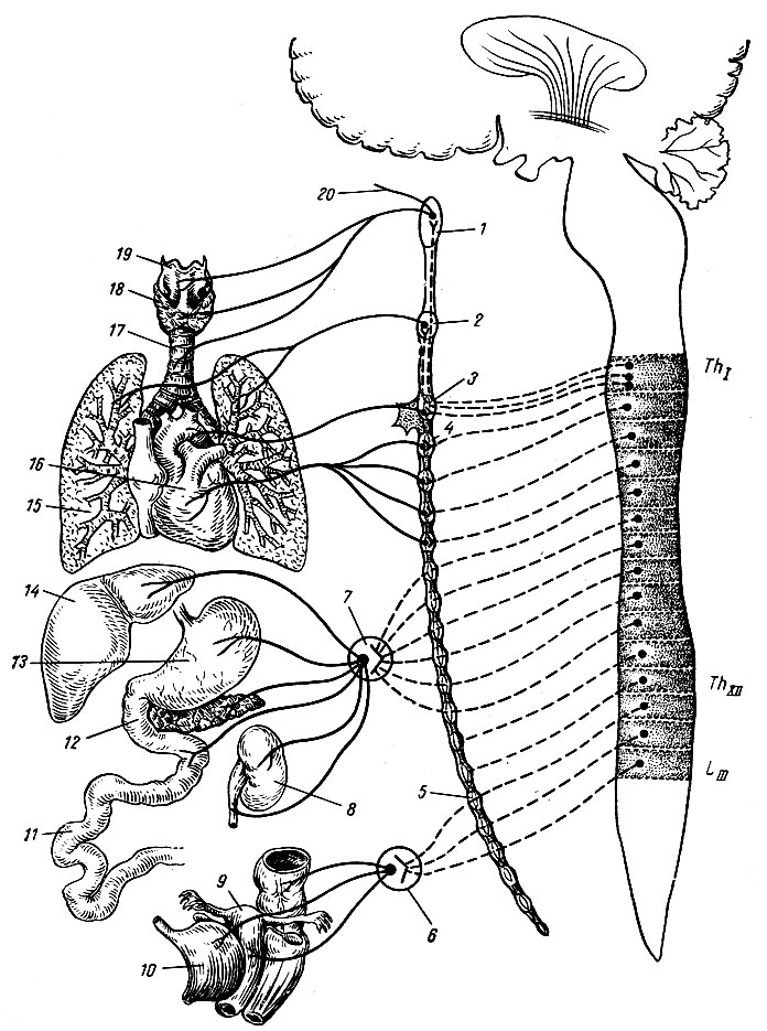 Рис. 245. Схема строения симпатического ствола. Справа - спинной мозг с симпатическим центром в боковых рогах; в середине симпатический ствол; слева - превертебральные нервные сплетения (6, 7) и иннервируемые симпатическим нервом органы. Пунктирной линией обозначены преганглионарные нервные волокна, сплошной - постганглионарные. 1 - верхний шейный узел симпатического ствола; 2 - средний шейный узел; 3 - звездчатый узел; 4 - второй грудной узел симпатического ствола; 5 - верхний крестцовый узел симпатического ствола; 6 - тазовое нервное сплетение; 7 - чревное нервное сплетение; 8 - почка; 9 - матка; 10 - мочевой пузырь; 11 - тощая кишка; 12 - двенадцатиперстная кишка; 13 - желудок; 14 - печень; 15 - легкое; 16 - сердце; 17 - трахея; 18 - щитовидная железа; 19 - гортань; 20 - внутренний сонный нерв