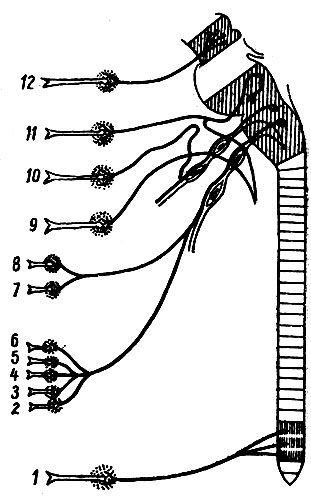 Рис. 246. Схема строения парасимпатической части автономной нервной системы. Преганглионарные волокна изображены сплошными линиями, постганглионарные - двойными в виде стрелок. 1 - подчревное нервное сплетение; 2 - постганглионарные волокна к почкам; 3 - то же к поджелудочной железе; 4 - к печени; 5 - к кишечнику; 6 - к желудку; 7 - к бронхам; 8 - к сердцу; 9 - преганглионарные волокна, идущие к барабанной струне; 10 - преганглионарные волокна, идущие в языко-глоточном нерве; 11 - преганглионарные волокна идут по большому каменистому нерву через крыло-небный узел; 12 - постганглионарные волокна идут через глазодвигательный нерв к ресничному узлу