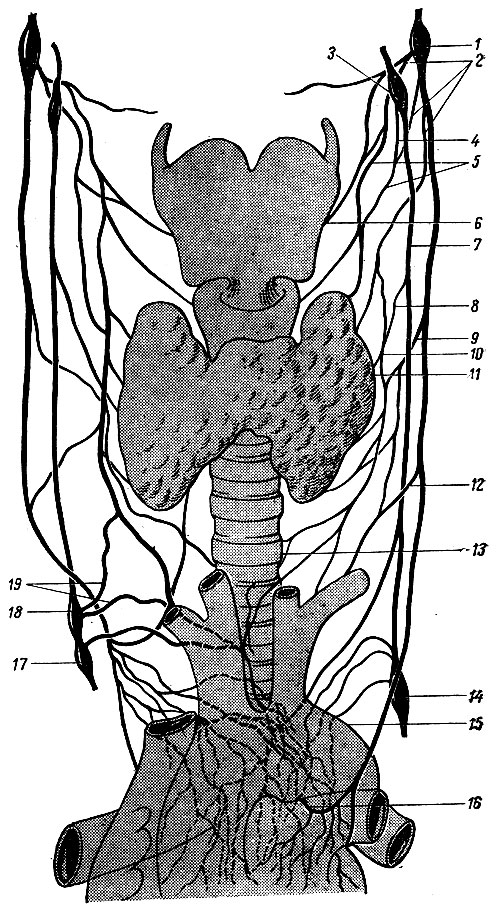 Рис. 247. Схема строения шейно-грудного нервного сплетения. 1 - нижний узел блуждающего нерва; 2 - верхние шейные сердечные ветви блуждающего нерва; 3 - верхний шейный узел симпатического ствола; 4 - верхний шейный сердечный нерв; 5 - ветви к щитовидной железе; 6 - щитовидный хрящ; 7 - межузловая ветвь; 8 - средний шейный сердечный нерв; 9 - средняя шейная сердечная ветвь; 10	- смешанные ветви, образованные путем соединения верхней сердечной ветви и среднего сердечного нерва; 11	- щитовидная железа; 12 - нижняя шейная сердечная ветвь; 13 - трахея; 14 - звездчатый узел; 15 - дуга аорты; 16 - левый возвратный гортанный нерв; 17 - верхний грудной узел симпатического ствола; 18 - нижний шейный узел симпатического ствола; 19 - нижние шейные сердечные нервы