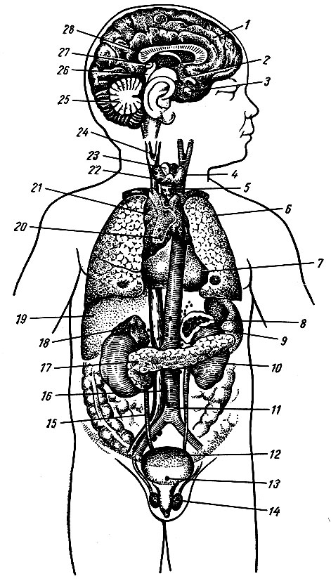 Рис. 250. Схема расположения желез внутренней секреции. 1 - полушария головного мозга; 2 - воронка; з - гипофиз; 4 - щитовидная железа; 5 - трахея; 6 - легкие; 7 - перикард; 8 - мозговое вещество надпочечной железы; 9 - кора надпочечника; 10 - почка; 11 - аорта; 12 - мочевой пузырь; 13 - glomus coccygeum; 14 - яичко; 15 - нижняя полая вена; 16 - corpora paraaortica (paraganglion aorticum); 17 - поджелудочная железа; 18 - надпочечник; 19 - печень; 20 - paraganglion supracardiale; 21 - вилочковая железа; 22 - околощитовидные железы; 23 - гортань; 24 - glomus caroticum; 25 - мозжечок; 26 - tectum mesencephali; 27 - шишковидное тело; 28 - мозолистое тело