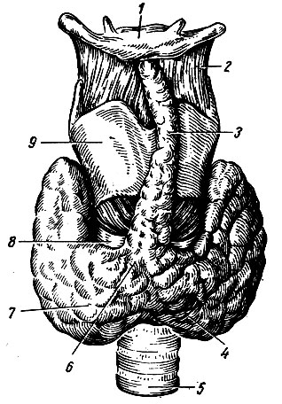 Рис. 251. Щитовидная железа (вид спереди). 1 - подъязычная кость; 2 - щито-подъязычная перепонка; 3 - пирамидальный отросток щитовидной железы; 4, 7 - левая и правая доли; 5 - трахея; 6 - перешеек; 8 - перстневидный хрящ; 9 - щитовидный хрящ