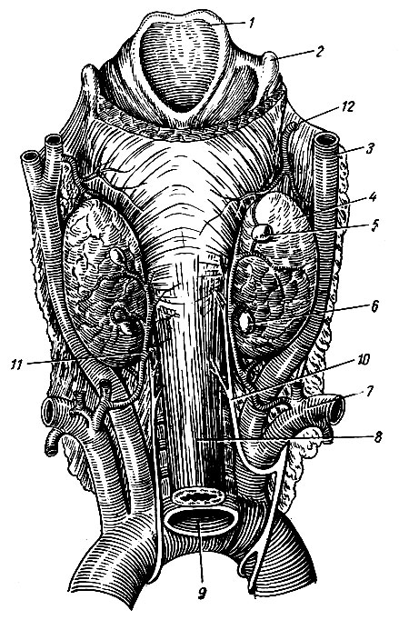 Рис. 252. Околощитовидные железы. 1 - надгортанник; 2 - верхние рога щитовидного хряща; 3 - общая сонная артерия; 4 - правая доля щитовидной железы; 5 - верхняя правая околощитовидная железа; 6 - нижняя правая околощитовидная железа; 7 - правая подключичная артерия; 8 - пищевод; 9 - трахея; 10 - нижний гортанный нерв; 11 - нижняя щитовидная артерия; 12 - верхняя щитовидная артерия