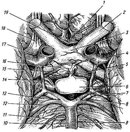 Рис. 254. Гипофиз (вид снизу). 1 - a. cerebri anterior; 2 - зрительный нерв; 3 - перекрест зрительного нерва; 4 - a. cerebri media; 5 - воронка; 6 - гипофиз; 7 - a. cerebri posterior; 8 - глазодвигательный нерв; 9 - основная артерия; 10 - мост; 11 - a. labyrinthi; 12 - a. cerebelli superior; 13 - ножка мозга; 14 - a. communicans posterior; 15 - a. hypophysea; 16 - серый бугор; 17 - внутренняя сонная артерия; 18 - обонятельный тракт; 19 - a. communicans anterior
