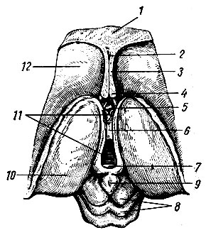 Рис. 256. Шишковидное тело сверху). 1 - мозолистое тело; 2 - cavum septi pellucidi; 3 - пластинка прозрачной перегородки; 4 - свод (поперечный разрез столбиков); 5-передняя спайка; 6 - adhesio interthalamica; 7 - задняя cirllteca; 8 - tectum mesencephali lamina tecti; 9 - шишковидное тело; - зрительный бугор; ll - III желудочек; 12 - головка хвостатого ядра