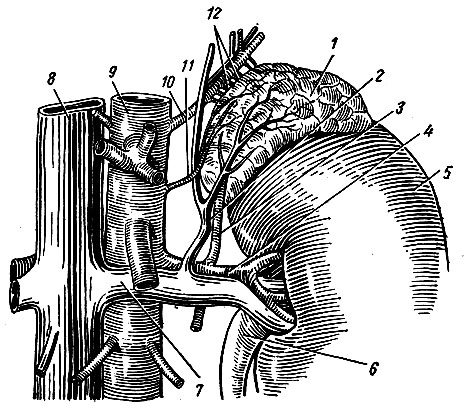 Рис. 257. Левый надпочечник (вид спереди). 1 - надпочечник; 2 - левая надпочечниковая вена; 3 - нижняя надпочечниковая артерия; 4 - почечная артерия; 5 - почка; 6 - мочеточник; 7 - почечная вена; 8 - нижняя полая вена; 9 - аорта; 10 - нижняя диафрагмальная артерия; 11 - средняя надпочечниковая артерия; 12 - верхние надпочечниковые артерии