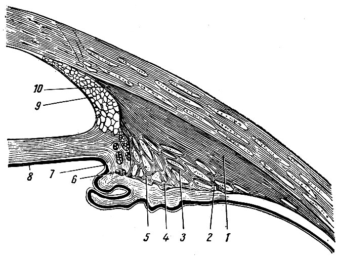 Рис. 264. Медиальный разрез передней части глазного яблока в области ресничного тела. 1 - меридиональные мышечные волокна; 2, 4 и 5 - циркулярные мышечные волокна на заднем скате ресничных отростков; 3 - радиарные мышечные пучки; 6 - циркулярные мышечные пучки на передней стороне ресничного тела; 7,8 - радужная оболочка; 9 - гребенчатая связка, соединяющая радужку с роговицей