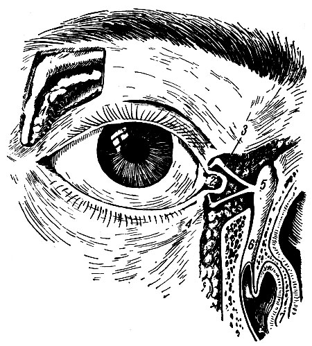 Рис. 265б. Слезный аппарат глаза. 1 - glandula lacrimalis; 2 - lacus lacrimalis; 3 - canaliculus lacrimalis (superior); 4 - canaliculus lacrimalis (inferior); 5 - saccus lacrimalis; 6 - ductus nasolacrimalis; 7 - concha nasalis inferior