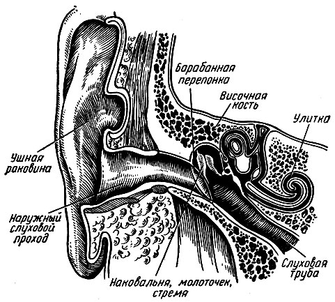 Рис. 266. Фронтальный разрез через орган слуха (схема)