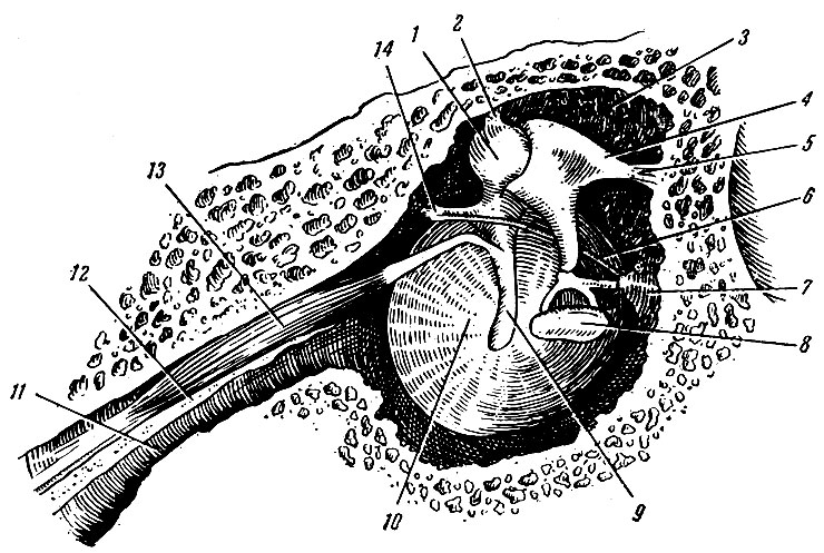 Рис. 267. Среднее ухо (вид на барабанную перепонку с внутренней стороны). 1 - caput mallei; 2 - связка молоточка; 3 - recessus epitympanicus; 4 - incus; 5 - связка наковальни; 6 - chorda tympani; 7 - eminentia pyramidalis; 8 - stapes; 9 - рукоятка молоточка; 10 - membrana tympani; 11 - tuba auditiva; 12 - перегородка между semicanalis m. tensoris tympani и semicanalis tubae auditivae; 13 - m. tensor tympani; 11 - отросток молоточка