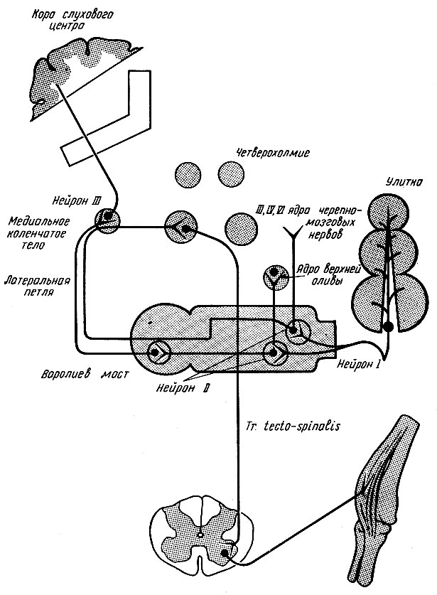 Схема слухового пути