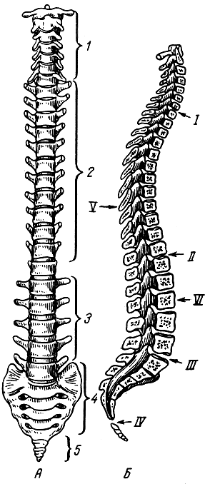 Рис. 30. Позвоночный столб. А - вид спереди; 1 - шейные позвонки; 2 - грудные позвонки; 3 - поясничные позвонки; 4 - крестец; 5 - копчик; Б - срединный распил через позвоночный столб; I, II, III, IV - границы между отделами позвоночного столба; V - грудной кифоз; VI - поясничный лордоз
