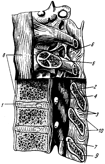 Рис. 33. Соединения позвонков между собой и с ребрами. 1 - межпозвоночный диск; 2 - желтая связка; 3 - межостистая связка; 4 - межпозвоночное отверстие; 5 - сустав головки ребра; 6 - межпоперечная связка; 7 - задняя продольная связка; 8 - передняя продольная связка; 9 - остистый отросток; 10 - надостистая связка