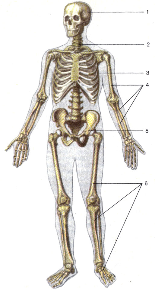 . 5. . 1 -  (cranium); 2 -   (columna vertebraiis); 3 -   (compages thoracis); 4 -    (ossa membri superioris); 5 -   (os coxae); 6 -    (ossa membri inferioris)