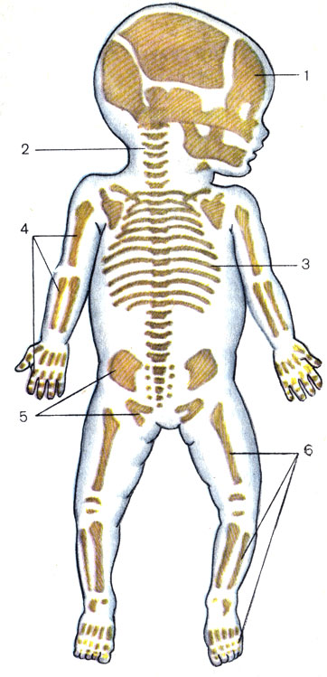 . 6.  . 1 -  (cranium); 2 -   (columna vertebralis); 3 -   (compages thoracis); 4 -    (ossa membri superioris); 5 -   (ossa coxae); 6 -    (ossa membri inferioris)