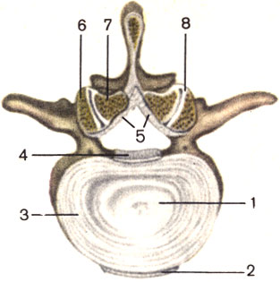Рис. 11. Межпозвоночные соединения. 1 - студенистое ядро (nucleus pulposus); 2 - передняя продольная связка (lig. longitudinale anterius); 3 - фиброзное кольцо (annulus fibrosus); 4 - задняя продольная связка (lig. longitudinale posterius); 5 - желтая связка (lig. flavum); 6 - верхний суставной отросток нижележащ
		<!--
