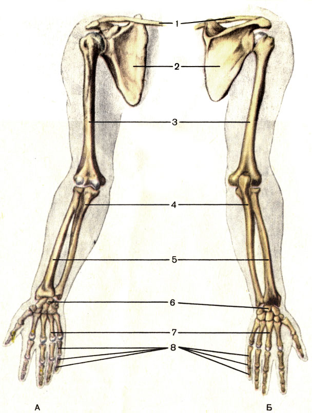 . 16.   , .  -  ;  -  ; 1 -  (clavicula); 2 -  (scapula); 3 -   (humerus); 4 -   (ulna); 5 -   (radius); 6 -   (ossa carpi); 7 -   (ossa metacarpi); 8 -   (ossa digitorum)
