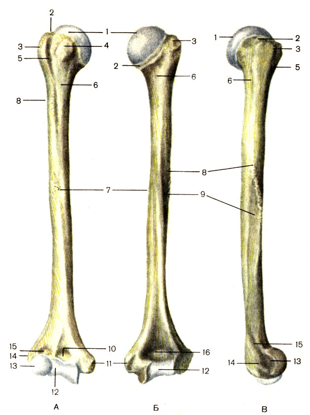 . 18.  , .  -  ;  -  ;  -  ; 1 -    (caput humeri); 2 -   (collum anatomicum); 3 -   (tuberculum majus); 4 -   (tuberculum minus); 5 -   (sulcus intertubercularis); 6 -   (collum chirurgicum); 7 -    (corpus humeri); 8 -   (tuberositas deltoidea); 9 -    (sulcus n. radialis); 10 -   (fossa coronoidea); 11 -   (epicondylus medialis); 12 -    (trochlea humeri); 13 -     (capitulum humeri); 14 -   (epicondylus lateralis); 15 -   (fossa radialis); 16 -    (fossa olecrani)