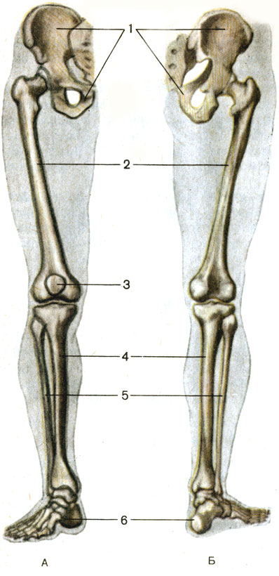 . 29.   , .  -  ;  -  ; 1 -   (os coxae); 2 -   (femur); 3 -  (patella); 4 -   (tibia); 5 -   (fibula); 6 -   (ossa pedis)
