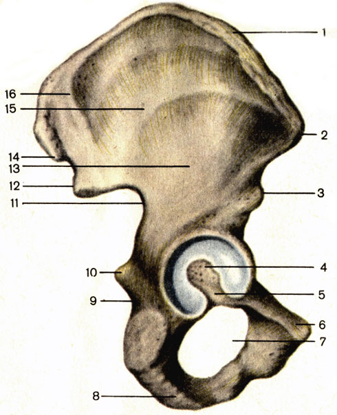 . 31.  , ;  . 1 -   (crista iliaca); 2 -     (spina iliaca anterior superior); 3 -     (spina iliaca anterior inferior); 4 -   (acetabulum); 5 -    (incisure acetabuli); 6 -   (tuberculum pubicum); 7 -   (foramen obturatum); 8 -   (tuber ischiadicum); 9 -    (incisure ischiadica minor); 10 -   (spina ischiadica); 11 -    (incisure ischiadica major); 12 -     (spina iliaca posterior inferior); 13 -    (linea glutea inferior); 14 -     (spina iliaca posterior superior); 15 -    (linea glutea anterior); 16 -    (linea glutea posterior)