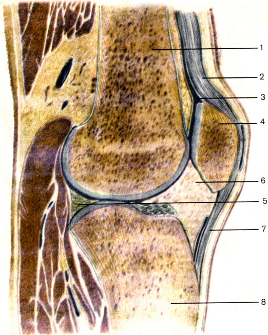 . 43.  ;  . 1 -   (os femoris); 2 -   (capsula articularis); 3 -   (cavitas articulare); 4 -  (patella); 5 -   (meniscus medialis); 6 -   (plica alaris); 7 -   (lig. patellae); 8 -   (tibia)