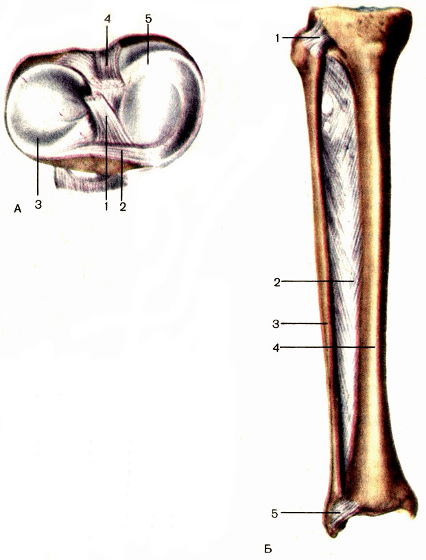 . 44.    ().    (). : 1 -    (lig. cruciatum anterius); 2 -    (lig. transversum genus); 3 -   (meniscus lateralis); 4 -    (lig. cruciatum posterius); 5 -   (meniscus medialis). : 1 -   (articulatio tibiofibularis); 2 -    (membrane interossea cruris); 3 -   (fibula); 4 -   (tibia); 5 -   (syndesmosis tibiofibularis)